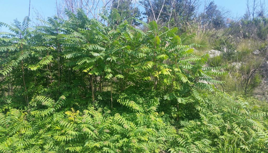 Ailanthus altissima